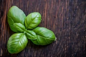 How to Grow Basil Indoors From Seeds – Easy Step By Step Guide
