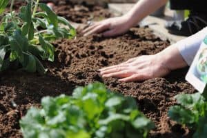 6 Easy Ways for How to Sterilize Soil Indoor and Eliminate Diseases and Bugs