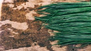 A Guide To Growing Chives Indoors: Planting, Harvesting, and Drying