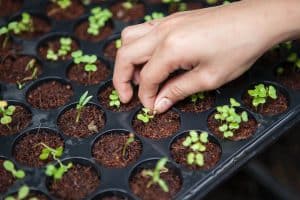 Indoor Gardening Step By Step Guide: How To Germinate Seeds Indoors