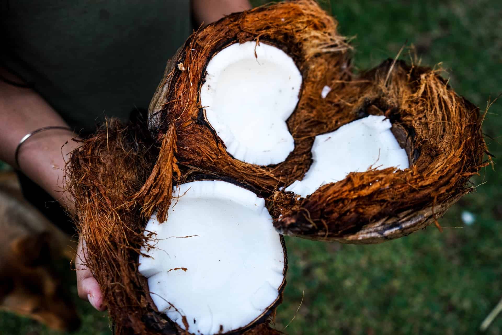 Coconut Coir What it does and how to use it in your garden