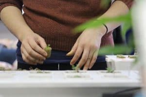 Starting Seeds for Hydroponics – An Easy Step By Step Guide
