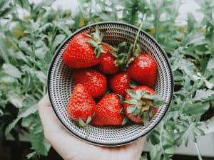 How To Grow Hydroponic Strawberries And Get The Best Yields?