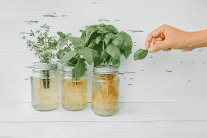 How To Grow Mint Indoors And Why You Must Do It