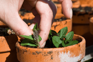 Diagnose, Treat and Prevent: The Secrets to Eradicating Mold on Pots