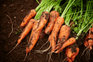 Homegrown Organic Produce: Growing Carrots Indoors Is Easier Than You Think!