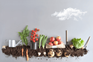 How Many Plants Per Person: The Ultimate Guide to Edible Gardening