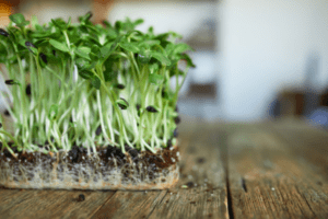 How to Grow Microgreens Indoors in Just 6 Simple Steps